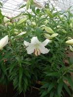 [4232 Casa Blanca 2N No101.JPG]